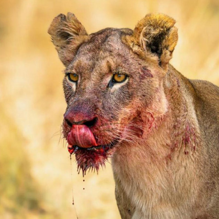3-Day Queen Elizabeth National Park — Kazinga Channel & Game Drives